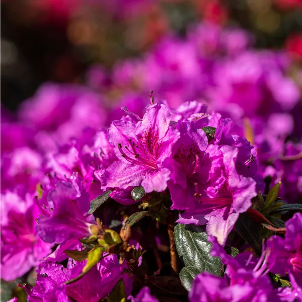 Rhododendron (Japanische Azalee) 'Königstein'