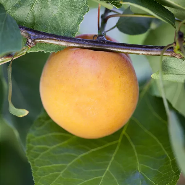 Prunus armeniaca 'Harogem'