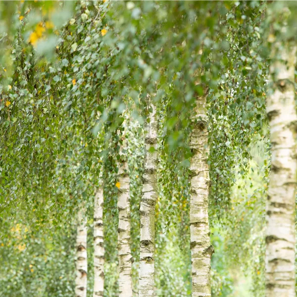 Betula utilis 'Doorenbos'