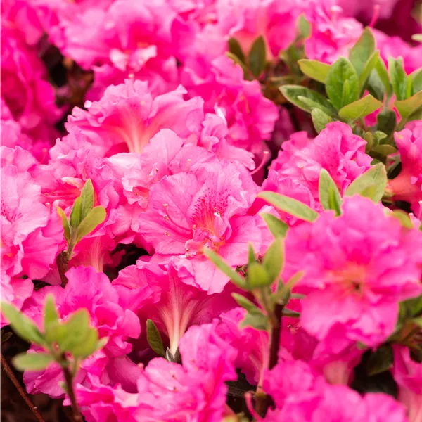 Rhododendron (Japanische Azalee) 'Petticoat'