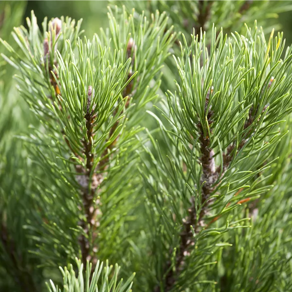 Pinus mugo 'Carsten'