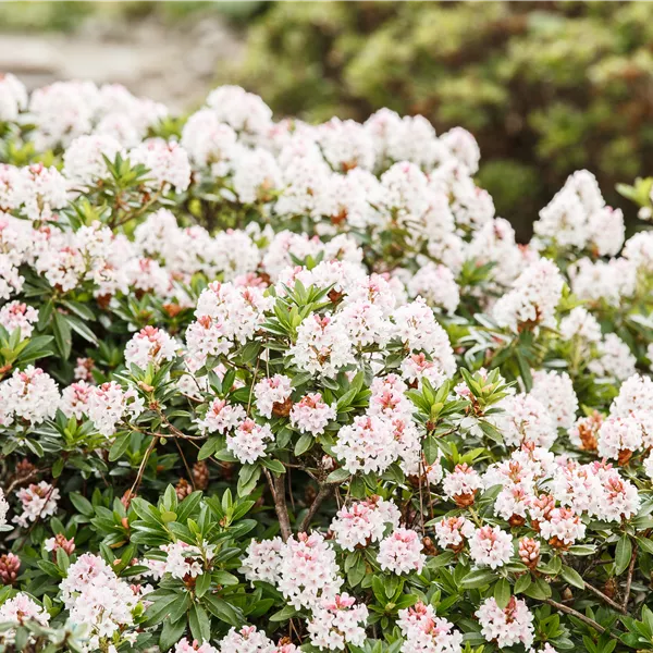 Rhododendron 'Bloombux'