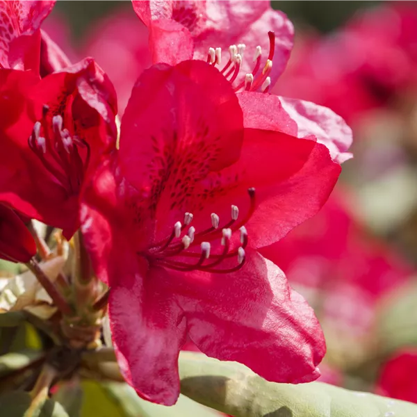 Rhododendron 'Feuerschein'