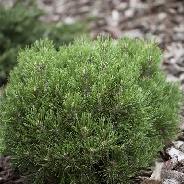 Pinus mugo 'Heideperle'