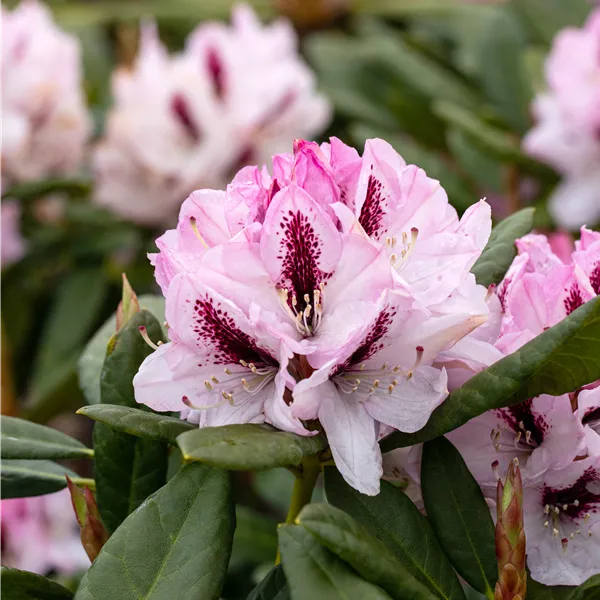 Rhododendron 'Herbstfreude'