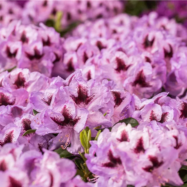 Rhododendron 'Metallica'