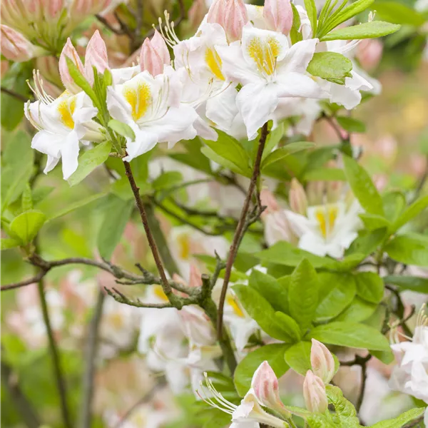 Rhododendron 'Persil'