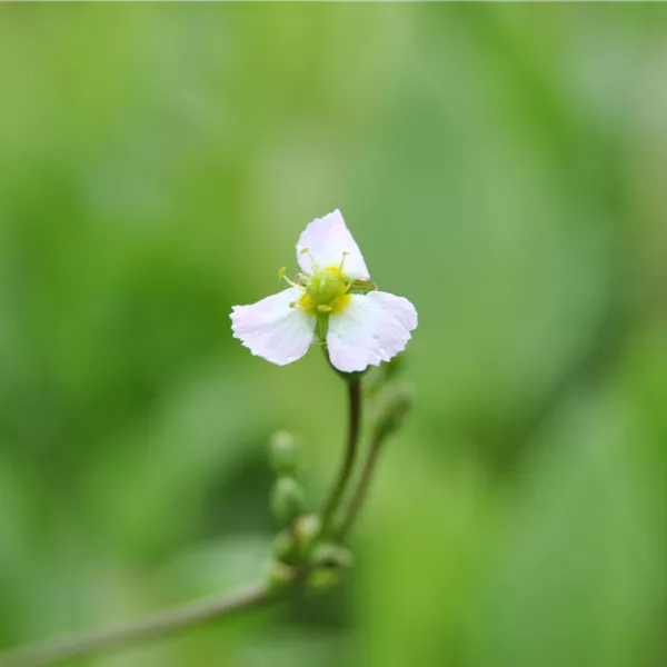 Sagittaria sagittifolia
