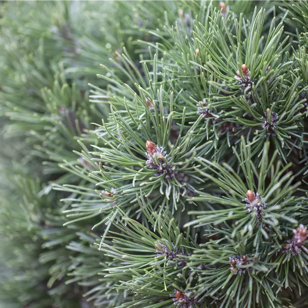 Pinus mugo 'Pumuckel'