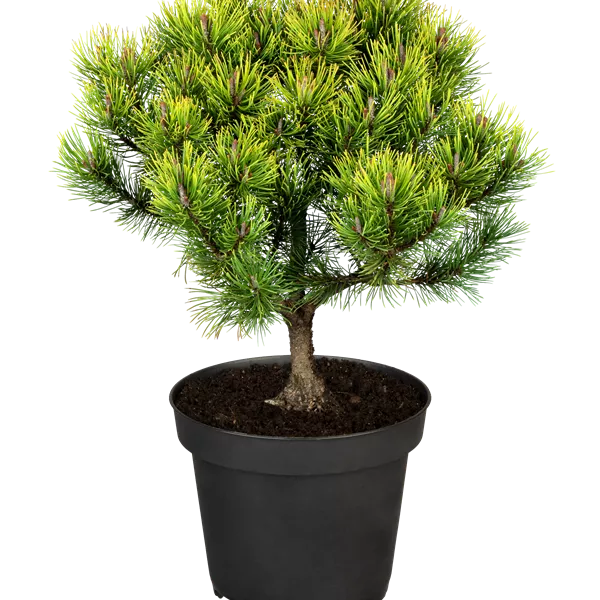 Pinus mugo 'Ophir'
