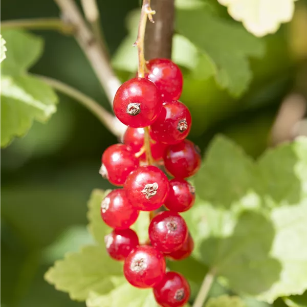 Ribes rubrum 'Rotet'