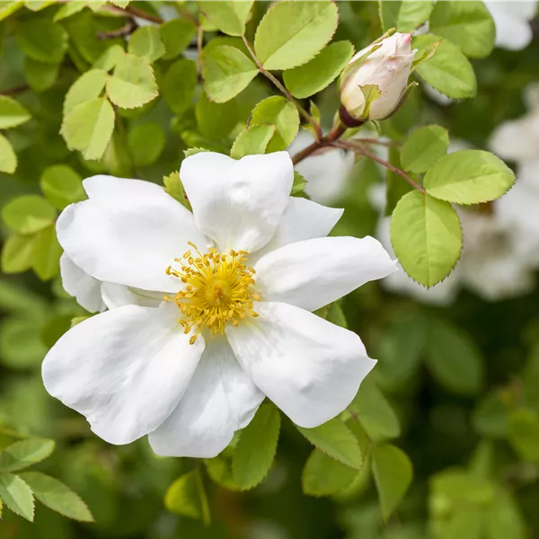 Rosa spinosissima
