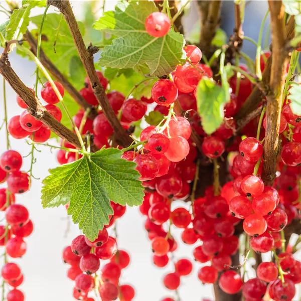 Ribes rubrum 'Rolan'