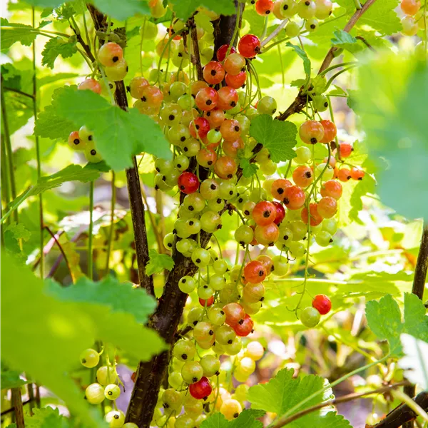 Ribes rubrum 'Rondom'