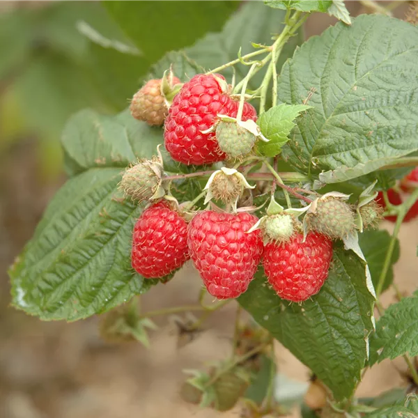 Rubus idaeus 'Glen Ample'