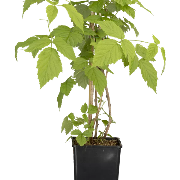 Rubus idaeus 'Meeker'