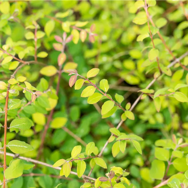 Symphoricarpos chenaultii (x) 'Hancock'