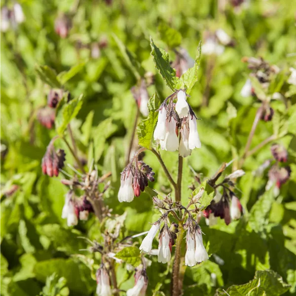 Symphytum grandiflorum