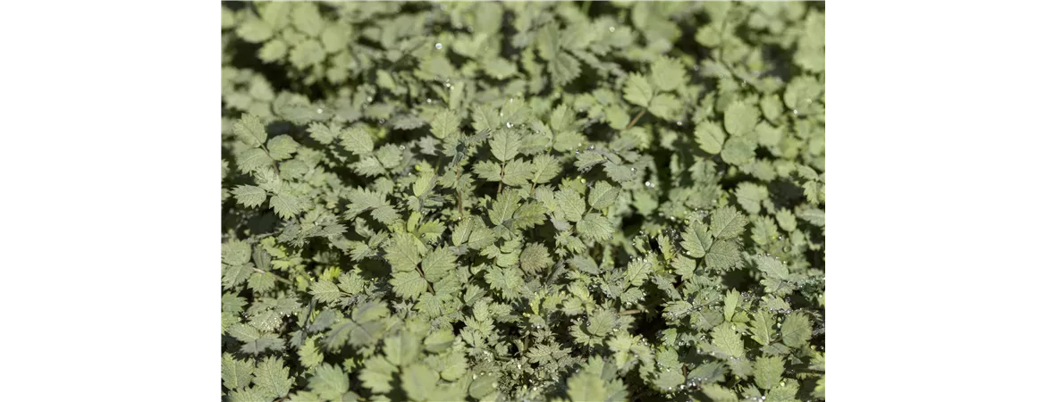 Acaena buchananii