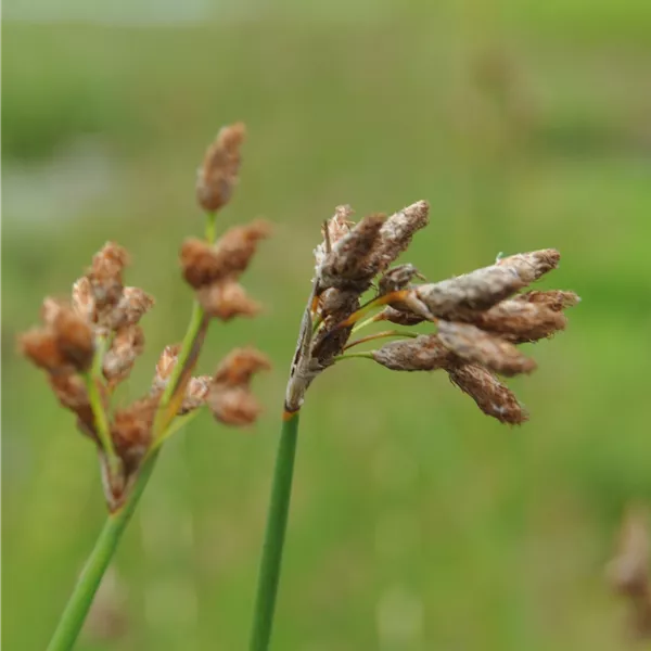 Schoenoplectus lacustris