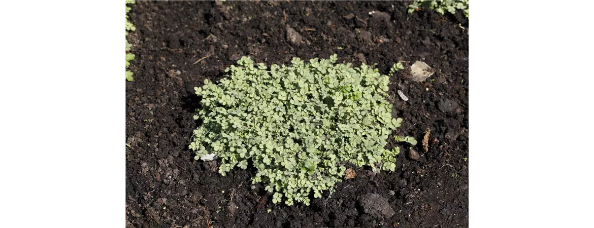 Acaena buchananii
