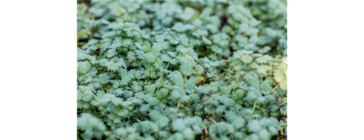 Acaena buchananii