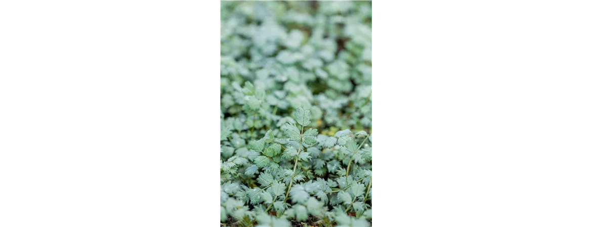 Acaena buchananii