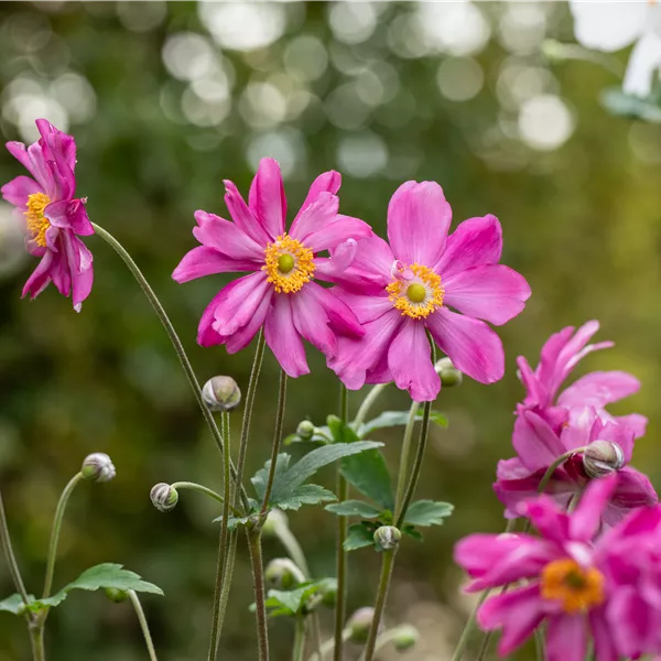 Anemone hupehensis 'Prinz Heinrich'