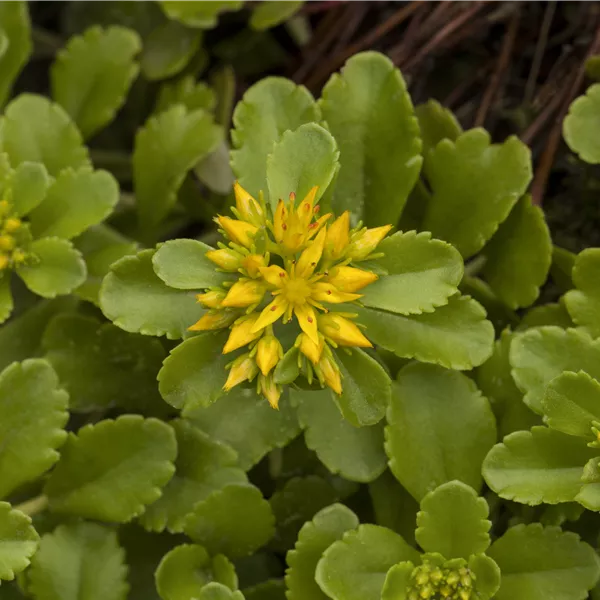 Sedum floriferum 'Weihenstephaner Gold'
