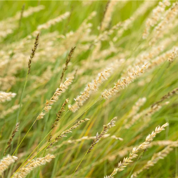 Bouteloua gracilis