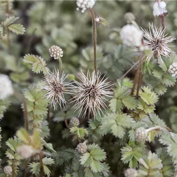 Acaena caesiiglauca