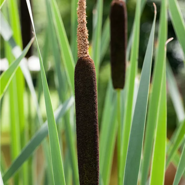 Typha angustifolia