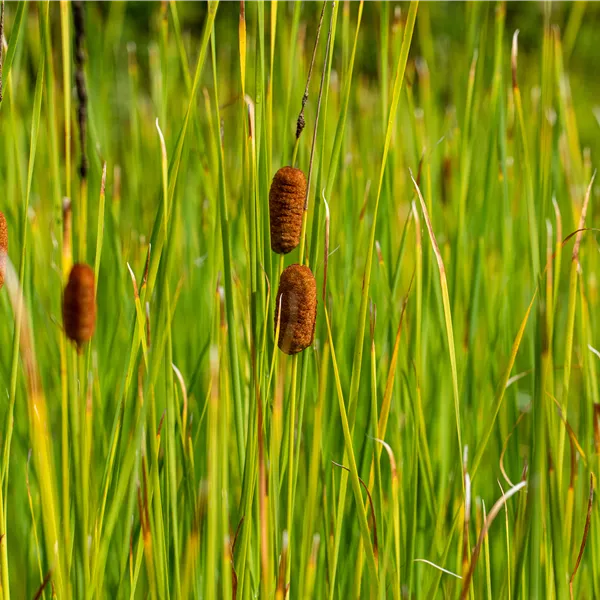 Typha laxmannii