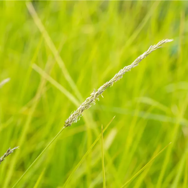 Sesleria autumnalis