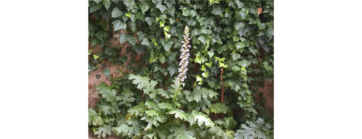 Acanthus mollis
