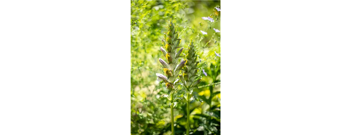 Acanthus mollis