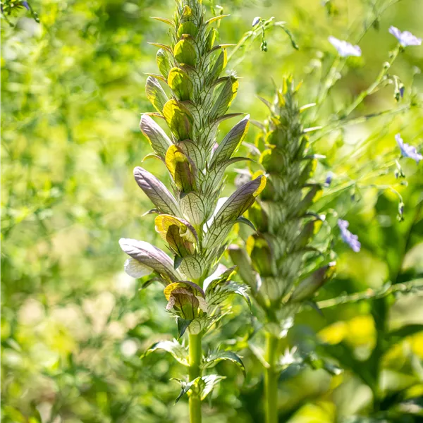 Acanthus mollis