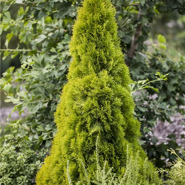 Thuja occidentalis 'Golden Smaragd'