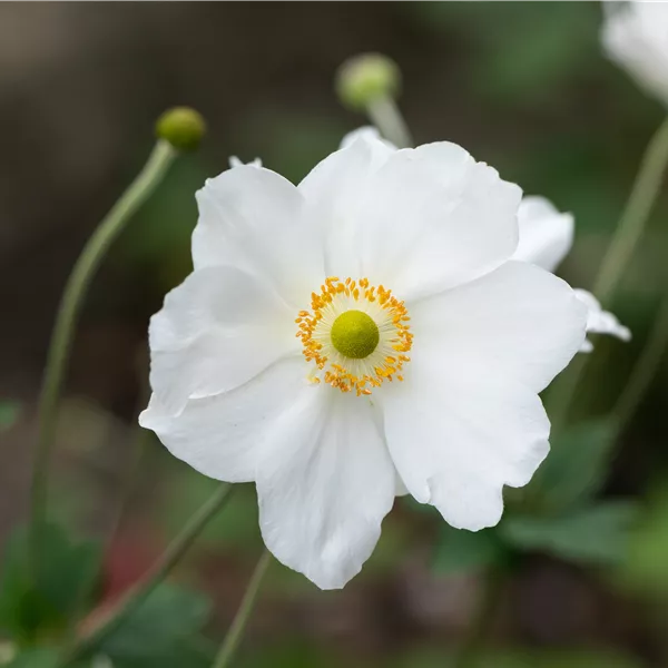 Anemone hybrida (x) 'Honorine Jobert'