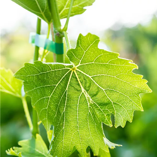 Vitis vinifera 'Birstaler Muskat'
