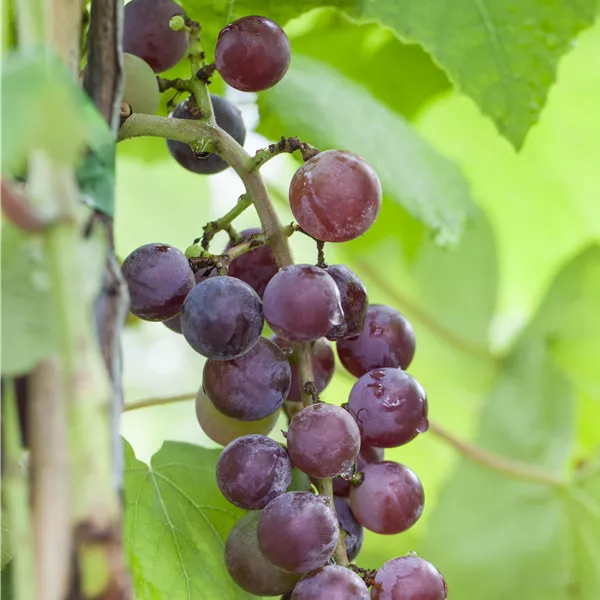 Vitis vinifera 'Katharina'