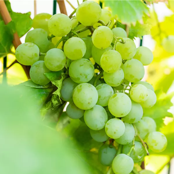 Vitis vinifera 'Lilla'