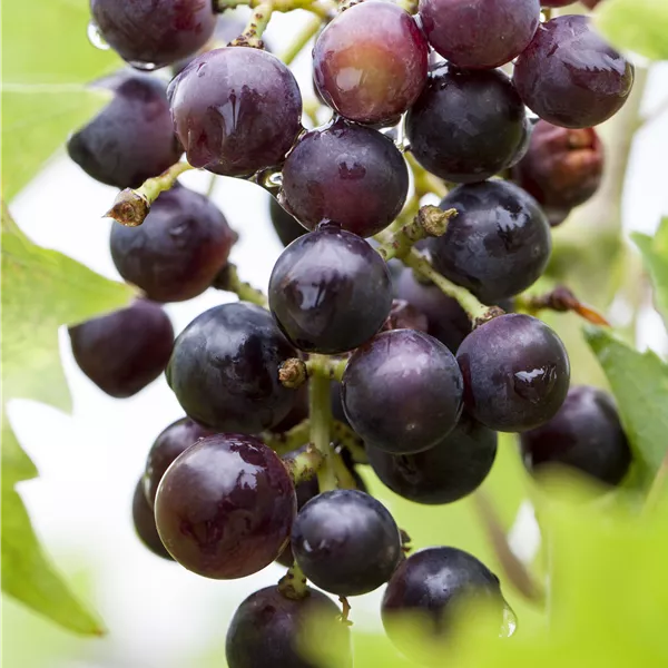 Vitis vinifera 'Magliasina'