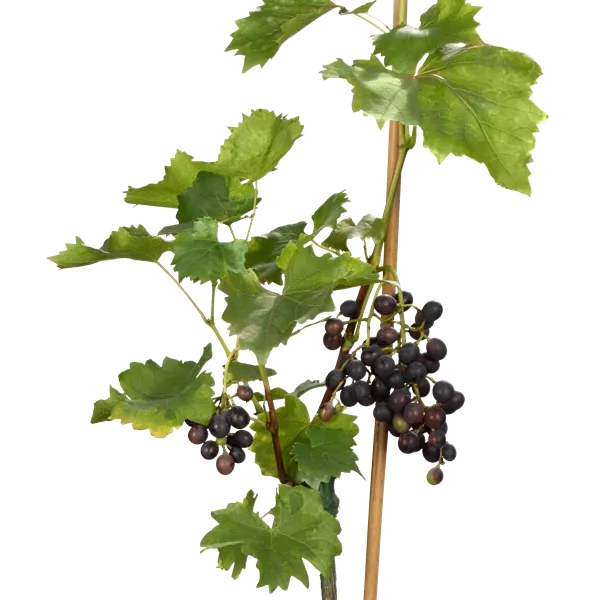 Vitis vinifera 'Muscat Bleu'