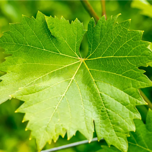 Vitis vinifera 'Nero'