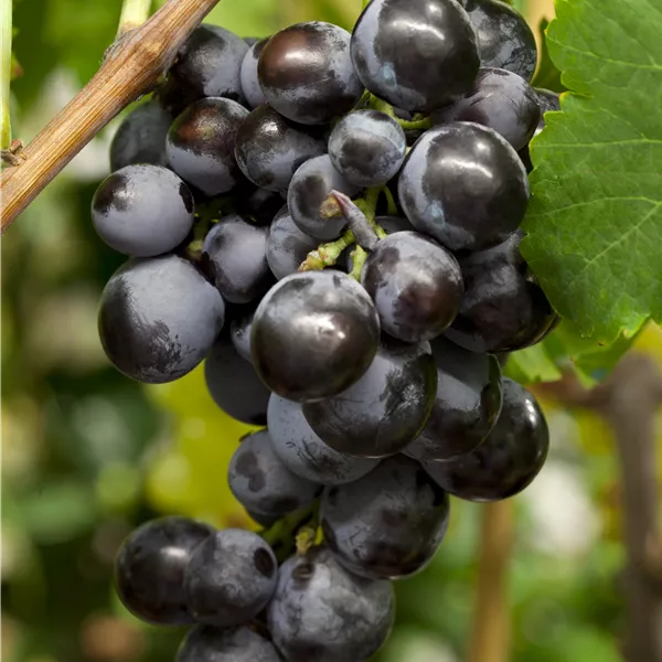 Vitis vinifera 'Ontario'