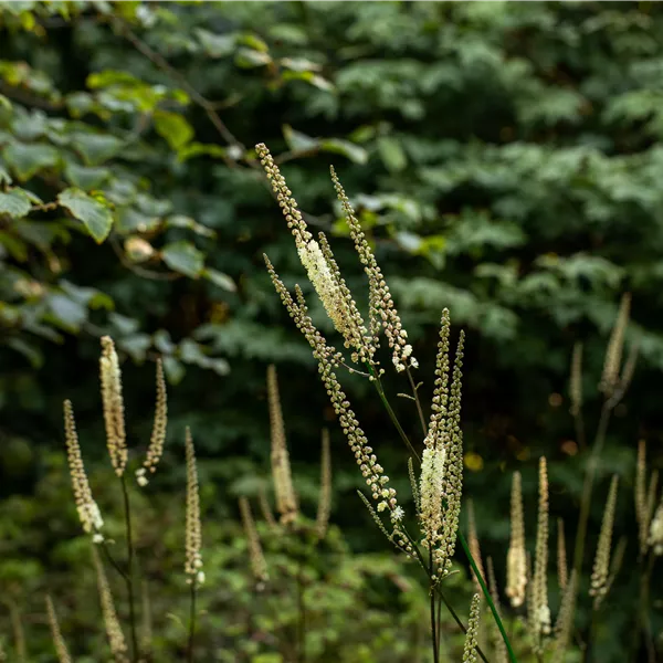 Actaea racemosa var. cordifolia