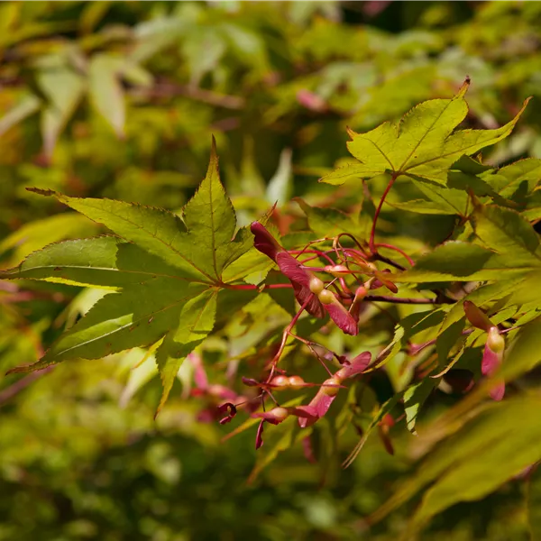 Acer palmatum 'Ôsakazuki'