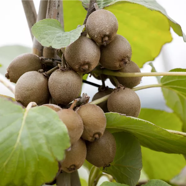 Actinidia deliciosa männlich