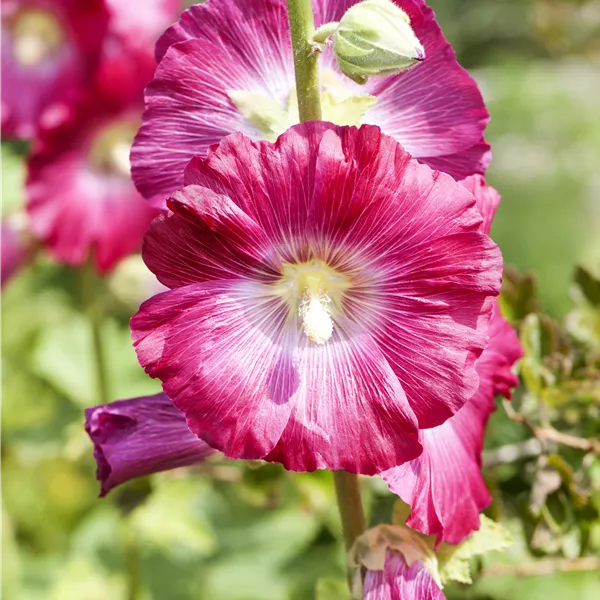 Alcea rosea einfachblühende